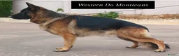 Pastor Alemán perros en venta: disponibles cachorros de pastor aleman negro fuego - Anuncio 2