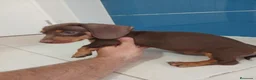Teckel Miniatura perros en venta: Teckel miniatura chocolate  - Anuncio 1