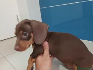 Teckel Miniatura perros Teckel miniatura chocolate - Anuncio 2