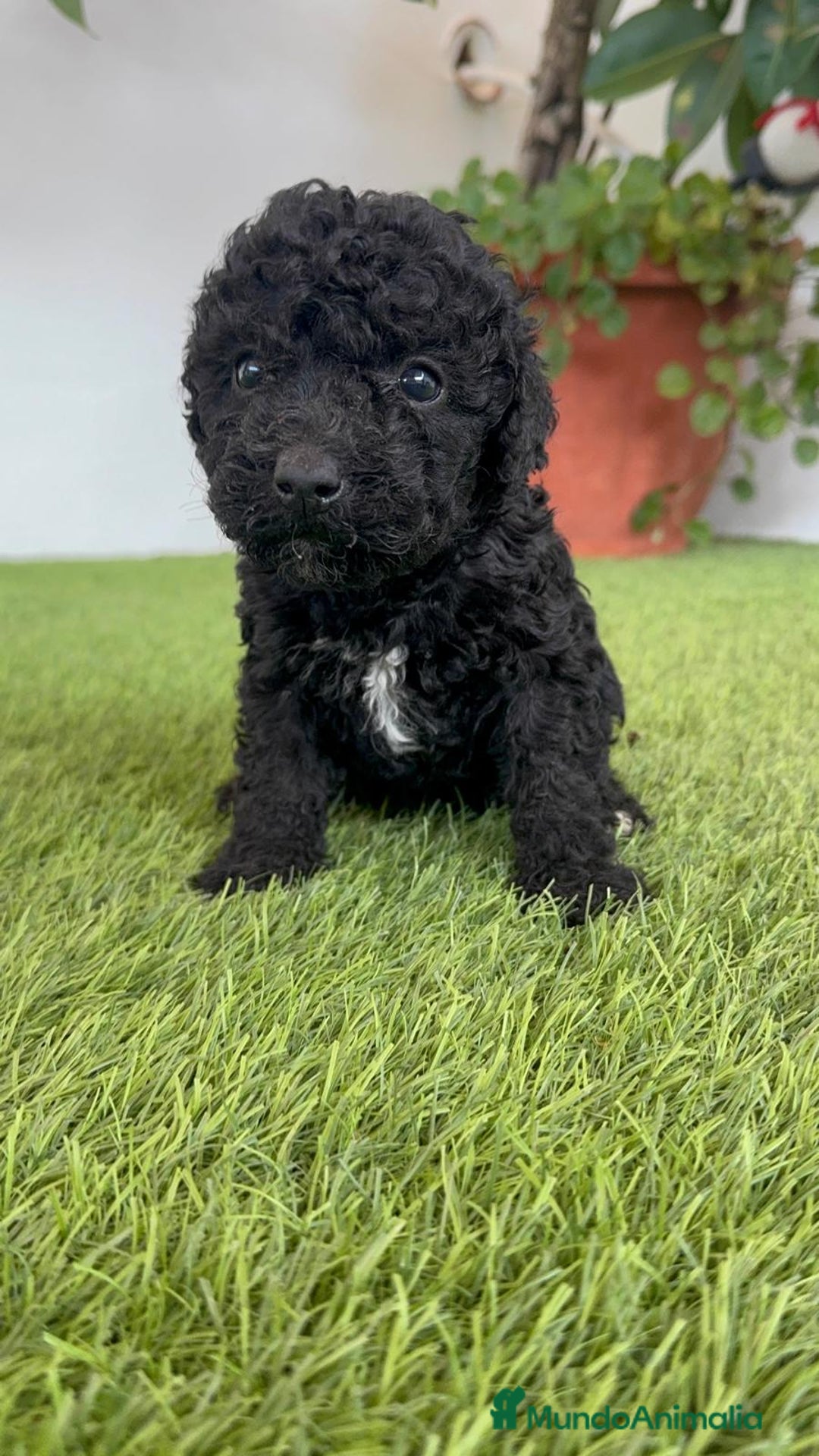 Perro de Agua Español perros en venta: PERRO DE AGUA ESPAÑOL HEMBRA - Imagen 26