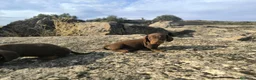 Teckel Miniatura perros en venta: Camada de teckel miniatura - Anuncio 6
