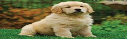 Golden Retriever perros en venta: Golden retriever  - Anuncio 3