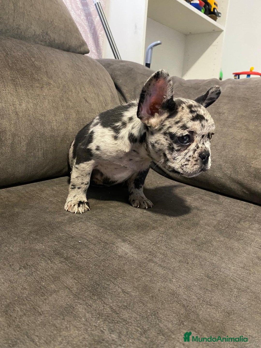 Bulldog Francés perros en venta: Bulldog francés exótico último!! - Anuncio 5