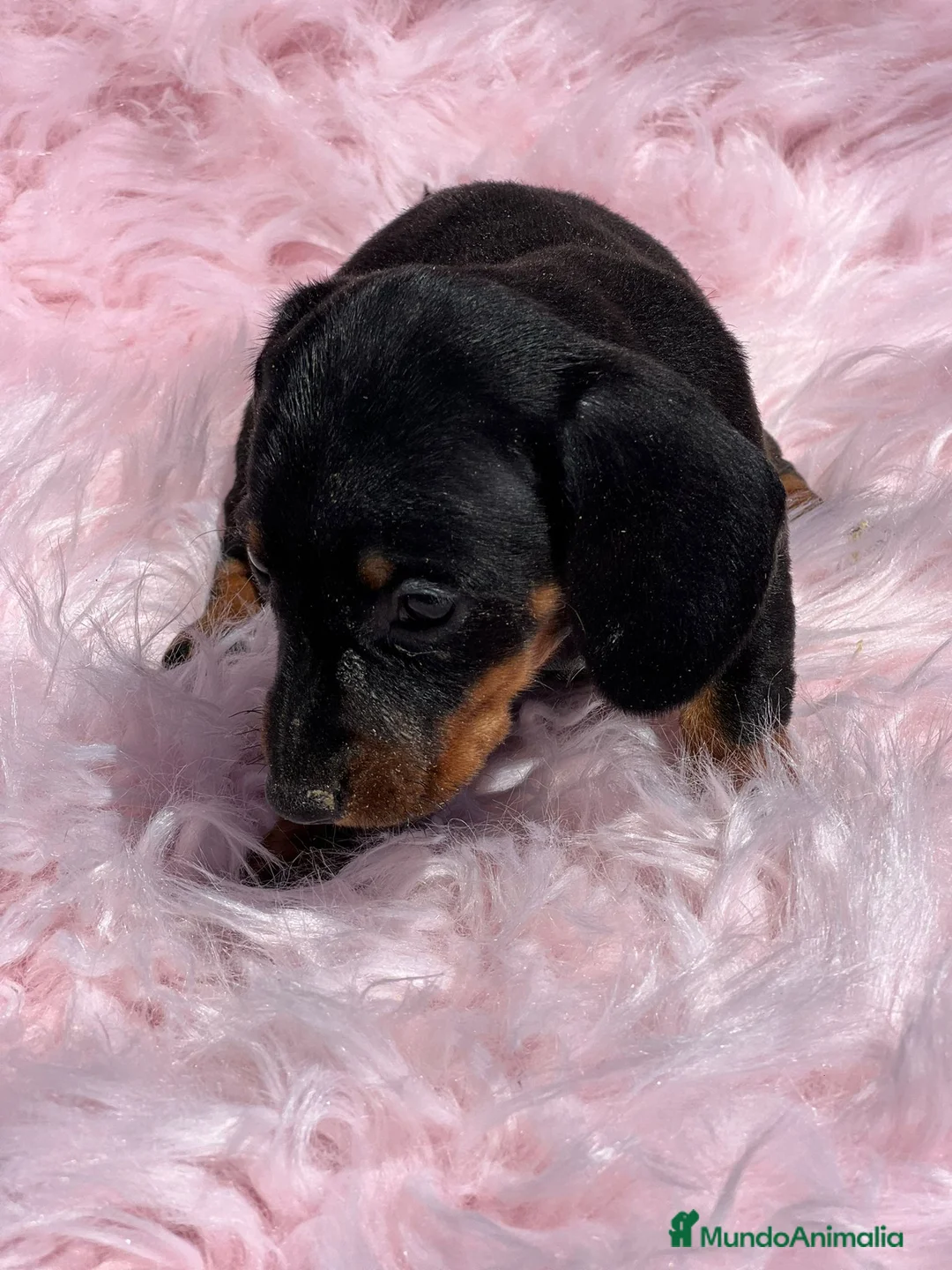 Teckel Miniatura perros en venta: Teckel miniatura  en Barcelona - Anuncio 8