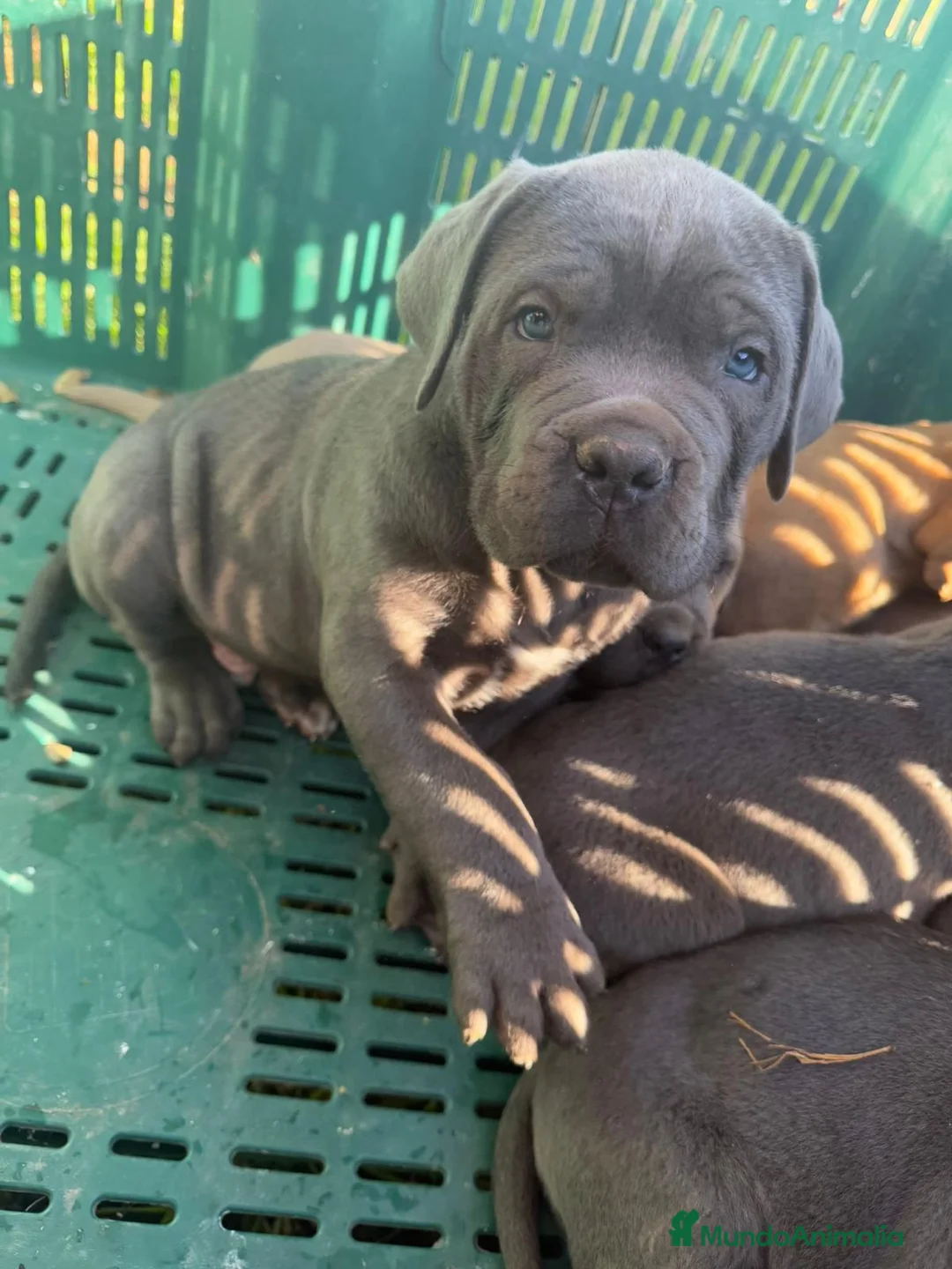 Cane Corso perros en venta: Cane corso  - Anuncio 4