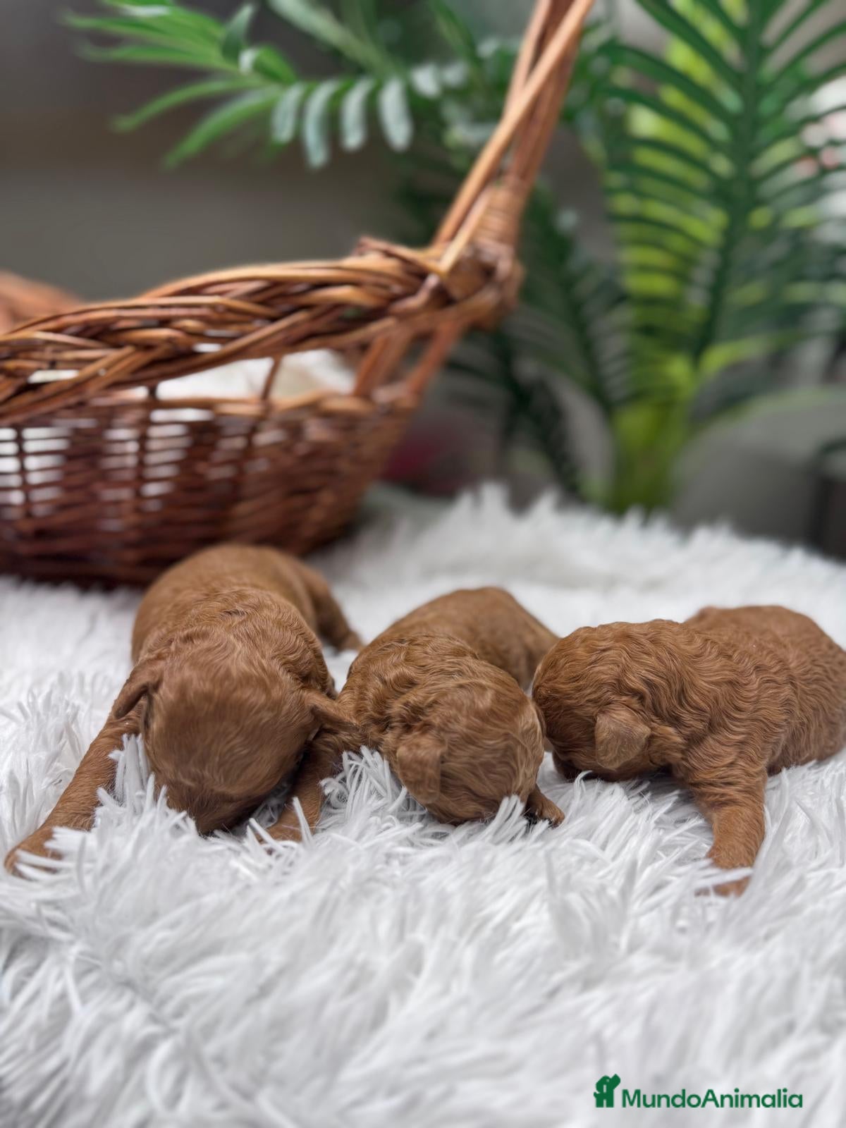 Caniche Toy perros CANICHE TOY MACHO - Anuncio 1