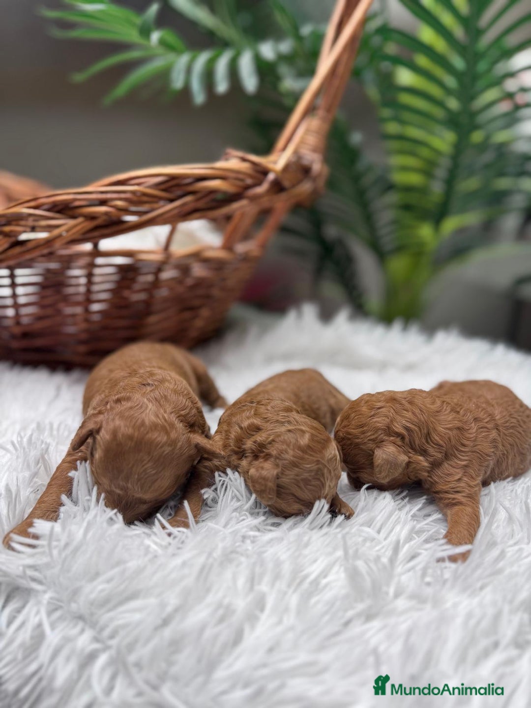 Caniche Toy perros en venta: CANICHE TOY MACHO - Anuncio 1