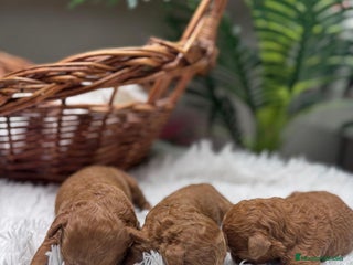 Caniche Toy perros CANICHE TOY MACHO - Anuncio 32