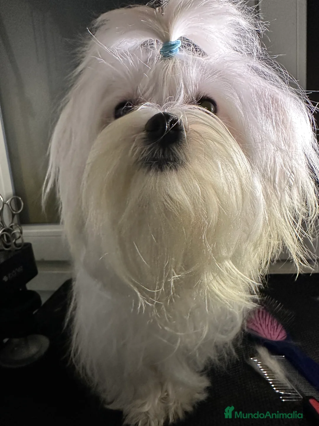 Imagen de galería {{count}}