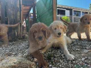 Goldendoodle perros - Anuncio 10