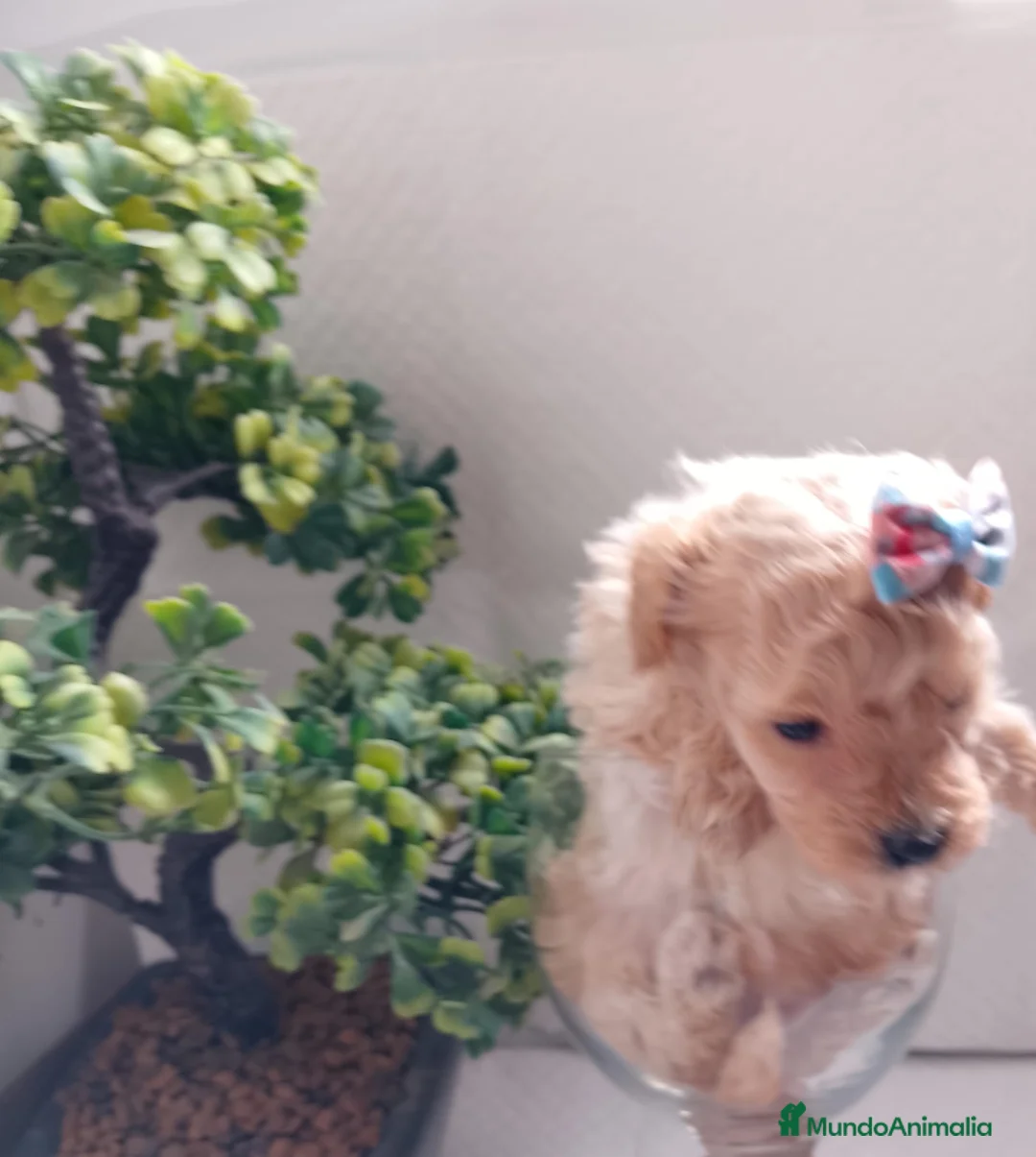 Maltipoo perros en venta: Maltipoo macho  - Anuncio 2