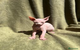 Sphynx gatos en venta: Preciosa camada Sphynx  - Imagen 10