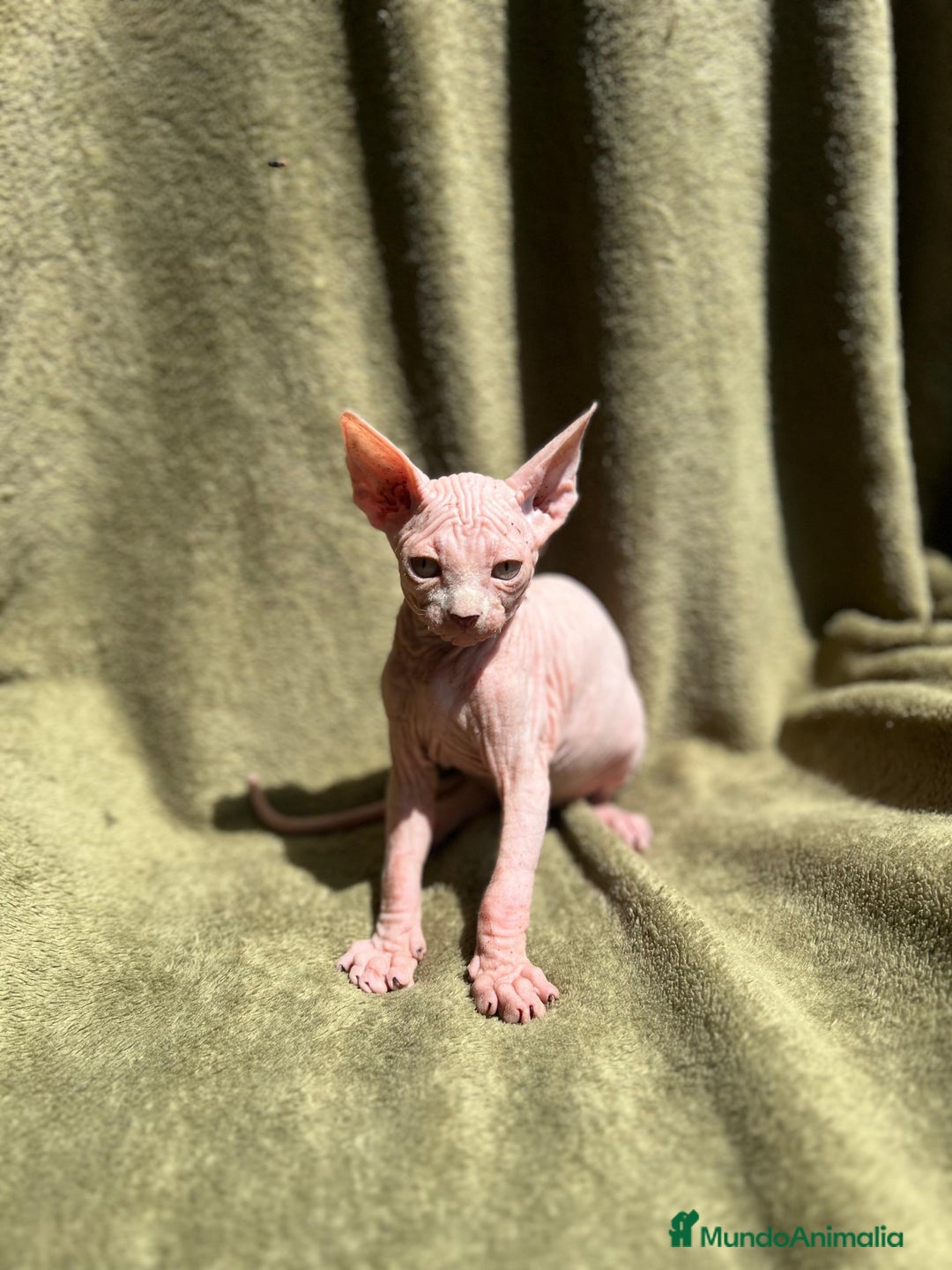 Sphynx gatos en venta: Preciosa camada Sphynx  - Imagen 10