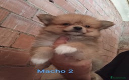 Pomerania perros en venta: POMERANIAS LULUS CALIDAD Y SELECCIÓN  - Imagen 16