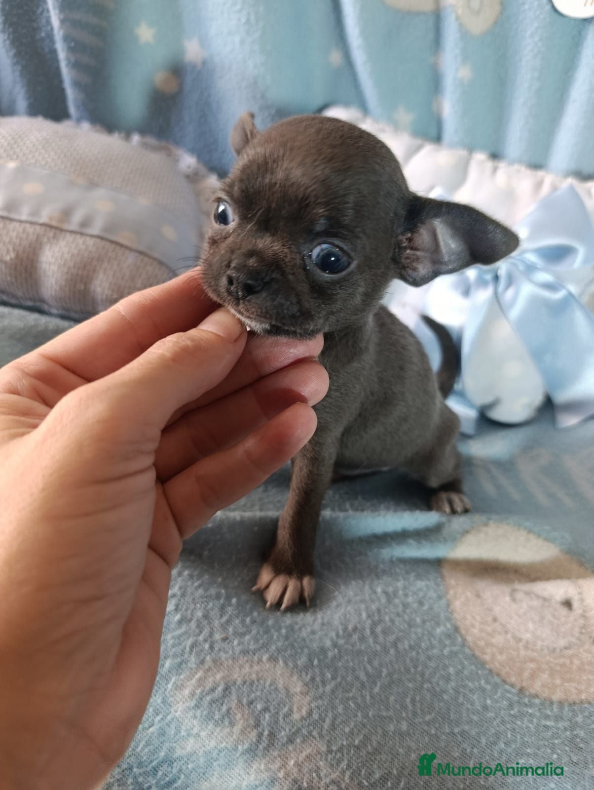 Chihuahua perros ‼️‼️PRECIOSA CAMADA DE CHIHUAHUAS TAMAÑO MINI - Anuncio 5