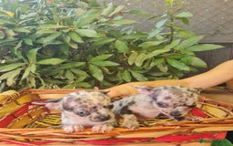 Chihuahua perros en venta: Chihuahua toy - Imagen 4