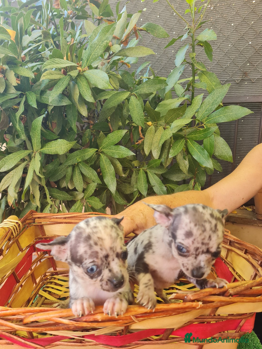 Chihuahua perros en venta: Chihuahua toy - Imagen 4