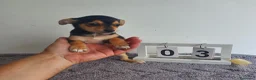 Chihuahua perros en venta: Chihuahua  - Anuncio 1