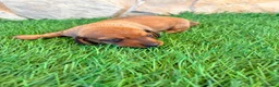 Teckel Miniatura perros en venta: Teckel miniatura rojizo - Anuncio 2