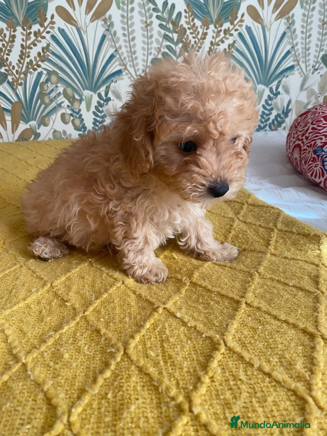 Caniche Toy perros en venta: Ultimo de la camada 🧡 en Madrid - Anuncio 8