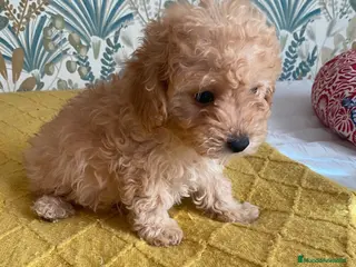 Caniche Toy perros Caniche toy 🧡 macho - Anuncio 1