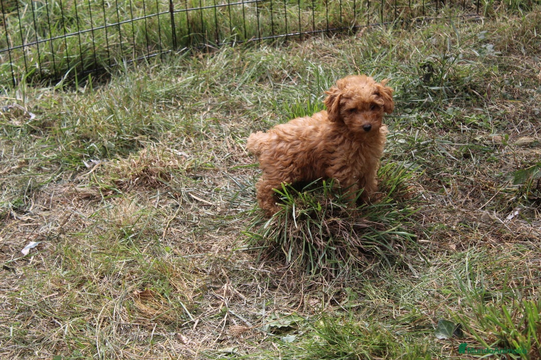 Caniche Toy perros en venta: Caniche toy apricot  - Imagen 1