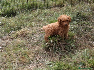 Caniche Toy perros - Anuncio 21