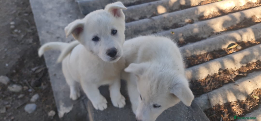 Husky Siberiano perros en venta: Husky siberiano blancos - Anuncio 6