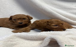 Caniche Toy perros en venta: Monísima Caniche Roja - Imagen 5