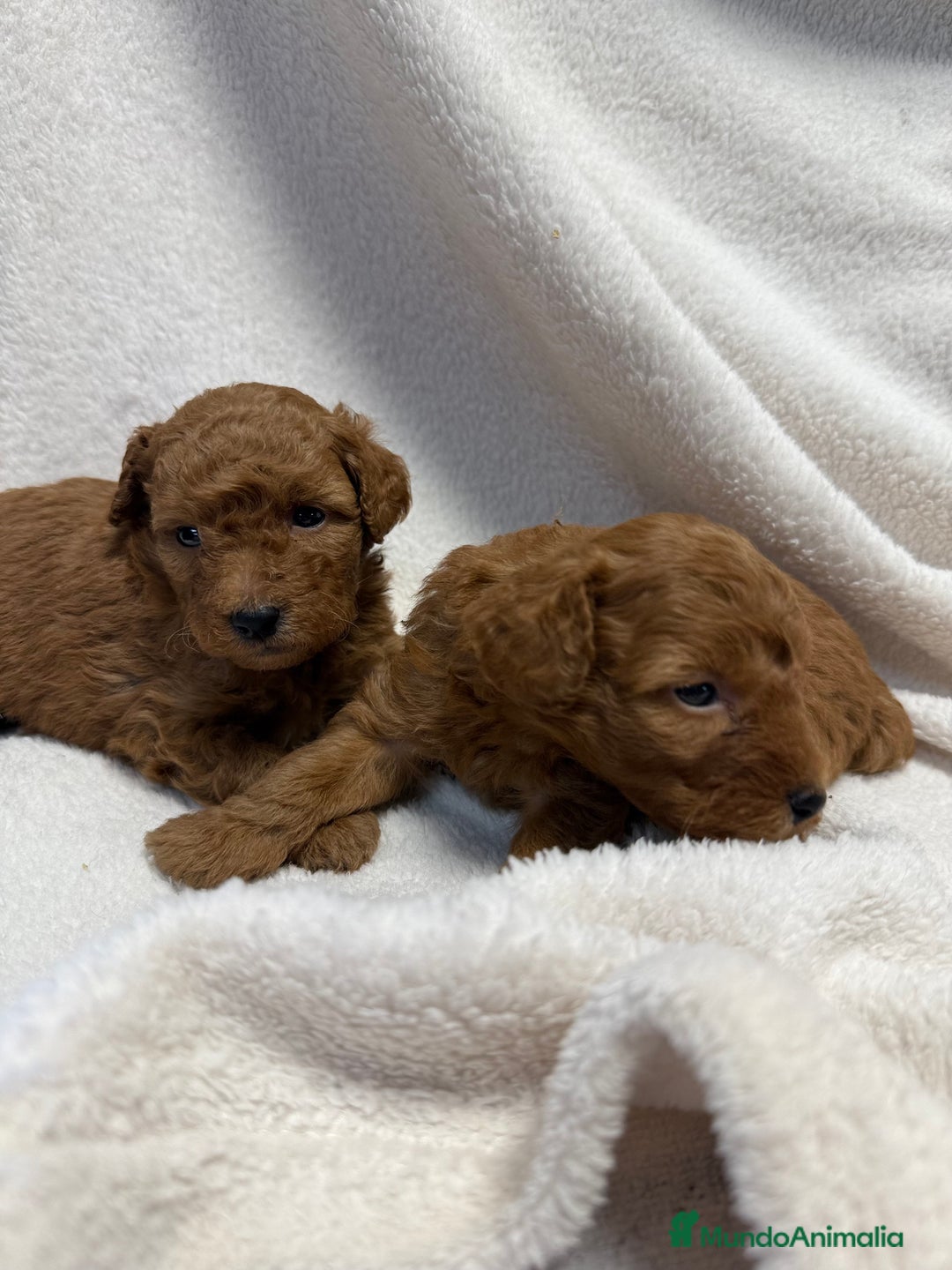 Caniche Toy perros en venta: Monísima Caniche Roja - Imagen 5