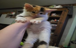 Maine Coon gatos en venta: Maine Coon  - Imagen 5