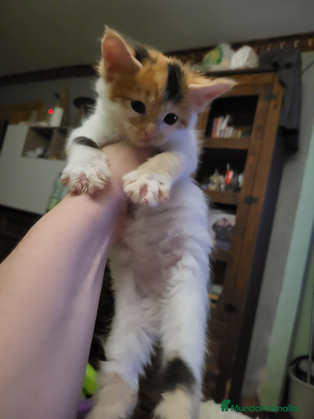 Maine Coon gatos en venta: Maine Coon  - Imagen 5