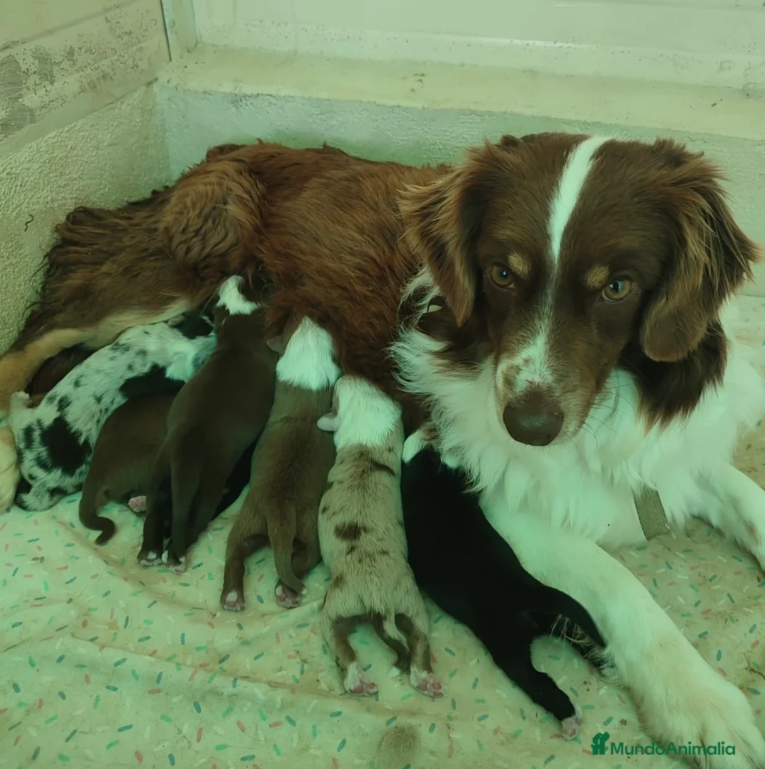 Pastor Miniatura Americano perros en venta: CACHORROS PASTOR AMERICANO MINIATURA - Anuncio 2