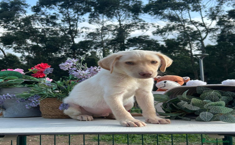 Labrador Retriever perros - Propaganda 3