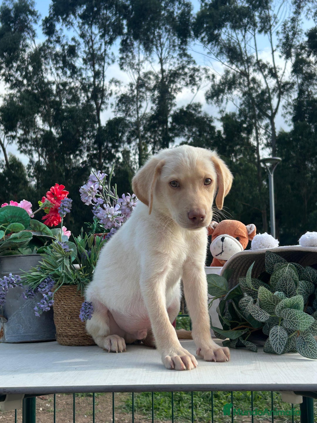 Labrador Retriever perros en venta: Labrador crema macho. Precioso cachorrito - Imagen 1