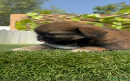 Pekinés perros en venta: PEKINES IMPERIAL HEMBRA - Imagen 18