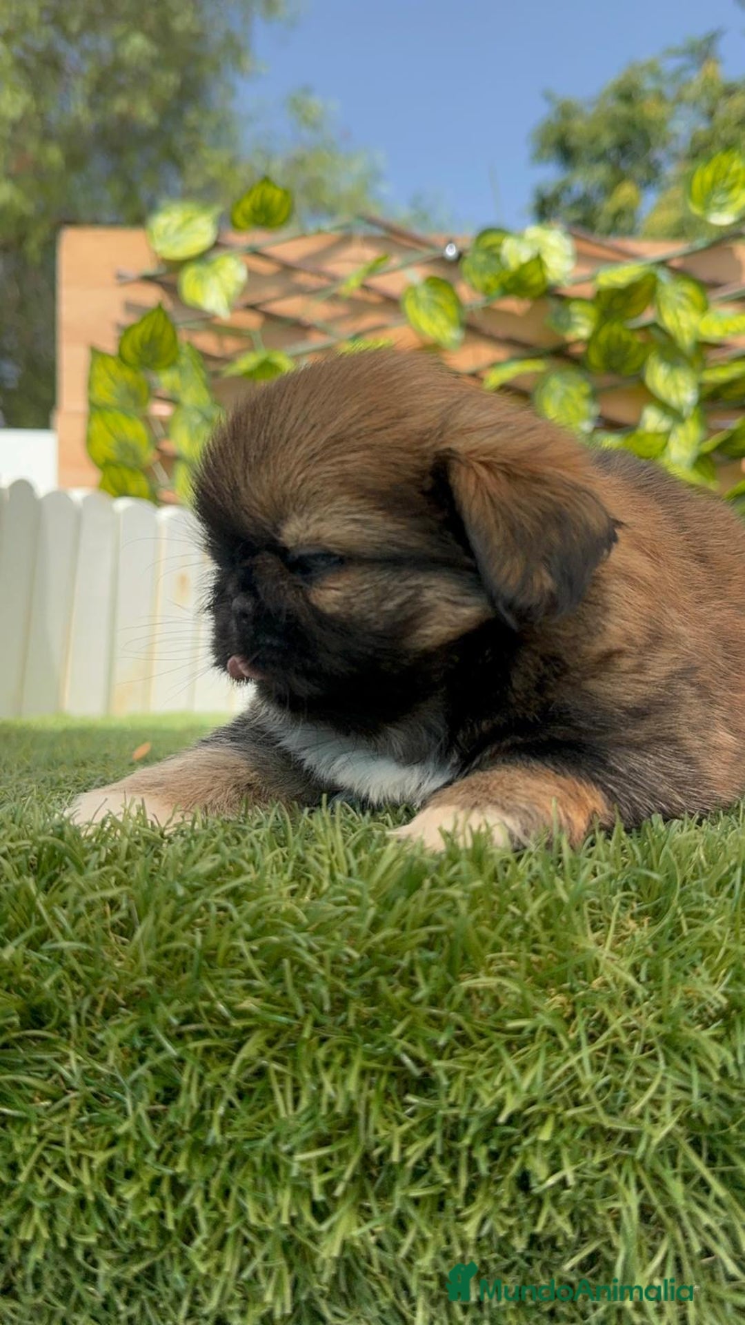 Pekinés perros en venta: PEKINES IMPERIAL HEMBRA - Imagen 18