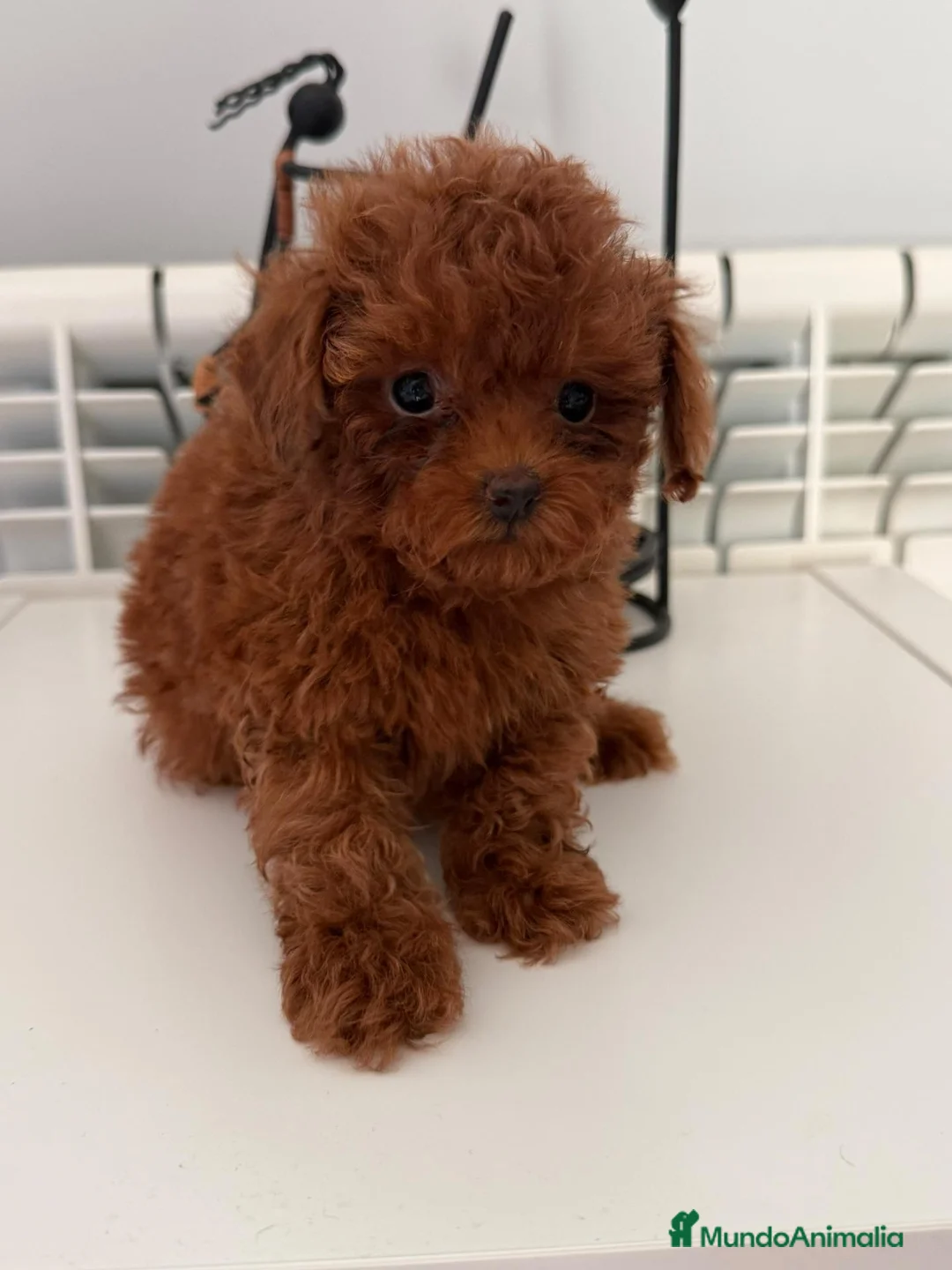 Caniche Toy perros en venta: Caniche tea cup - Anuncio 6