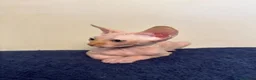 Sphynx gatos en venta: Machito ojos verdes  - Anuncio 10