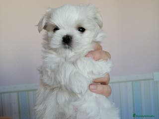 Bichón Maltés perros COPITOS DE NIEVE DE BICHON MALTÉS 🐶 - Anuncio 11