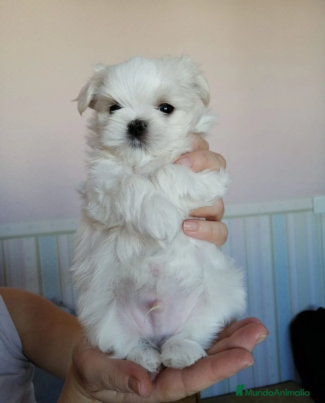 Bichón Maltés perros en venta: COPITOS DE NIEVE DE BICHON MALTÉS 🐶 - Anuncio 1