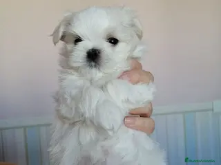 Bichón Maltés perros COPITOS DE NIEVE DE BICHON MALTÉS 🐶 - Anuncio 29