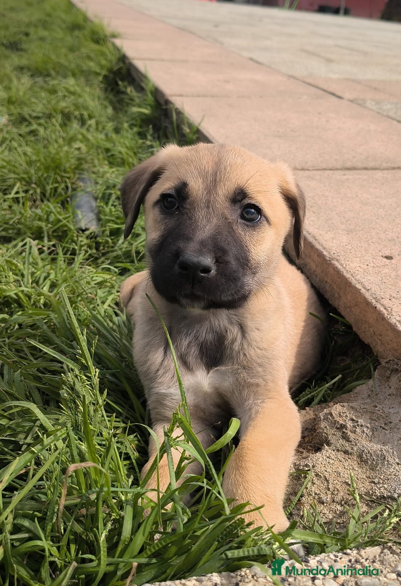 Mastín Español perros Preciosas mastinas disponibles para entregar ya - Anuncio 3
