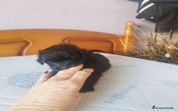 Maltipoo perros en venta: MALTIPOO MACHO CALIDAD Y SELECCIÓN  - Imagen 9
