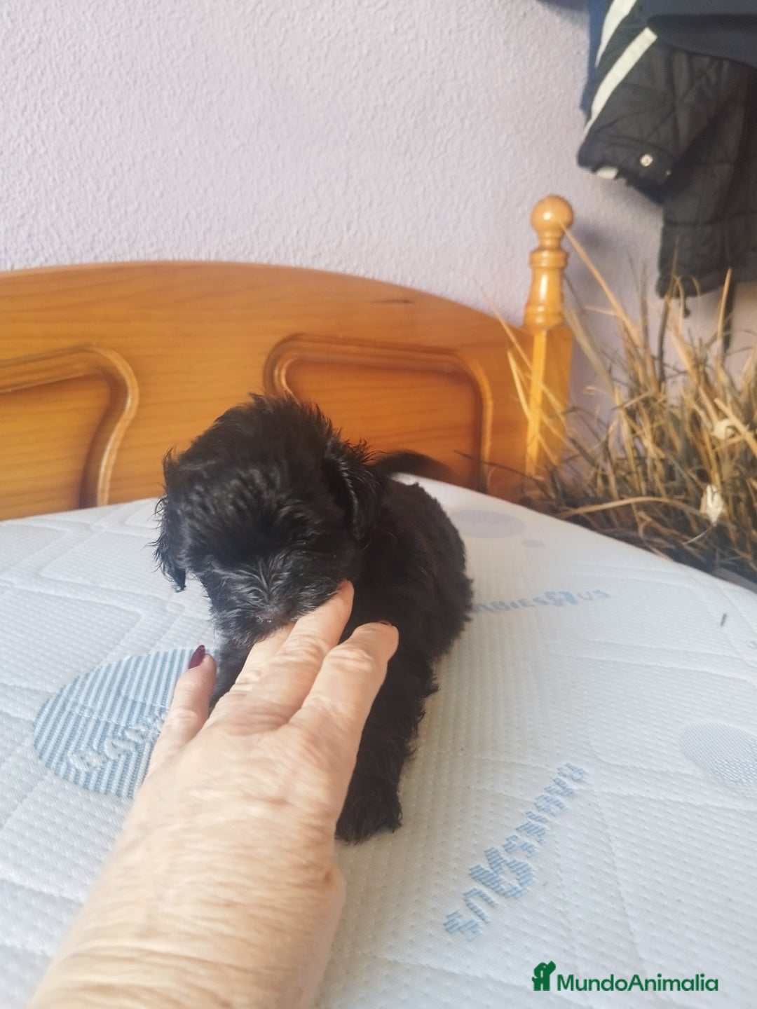 Maltipoo perros en venta: MALTIPOO MACHO CALIDAD Y SELECCIÓN  - Imagen 9