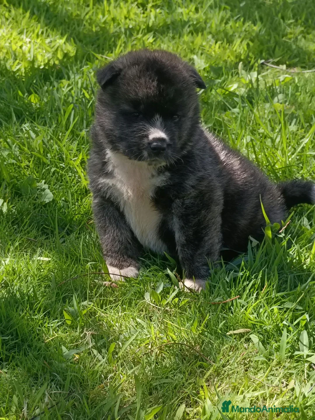 Akita Americano perros en venta: Akita americano - Anuncio 12