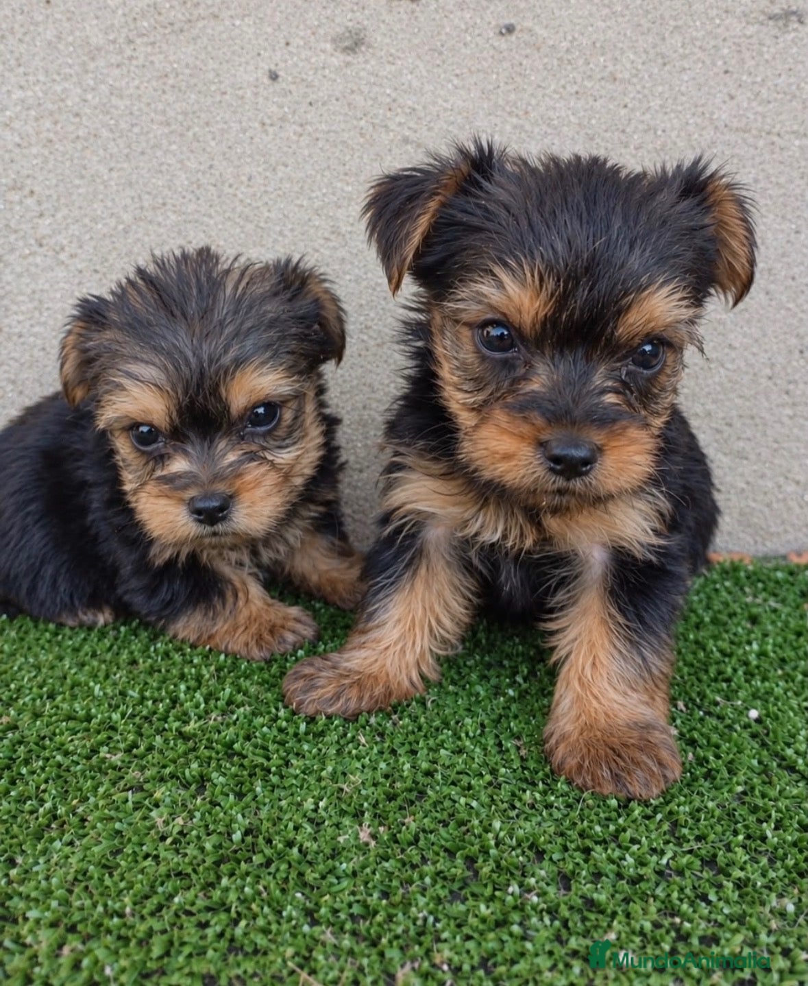 Yorkshire Terrier perros en venta: Camada yorkshire mini - Anuncio 24