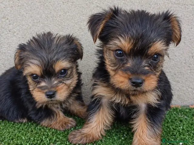Yorkshire Terrier perros en venta: Camada yorkshire mini - Anuncio 24