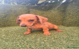 Teckel perros en venta: camada teckel canichen rojas  - Imagen 6