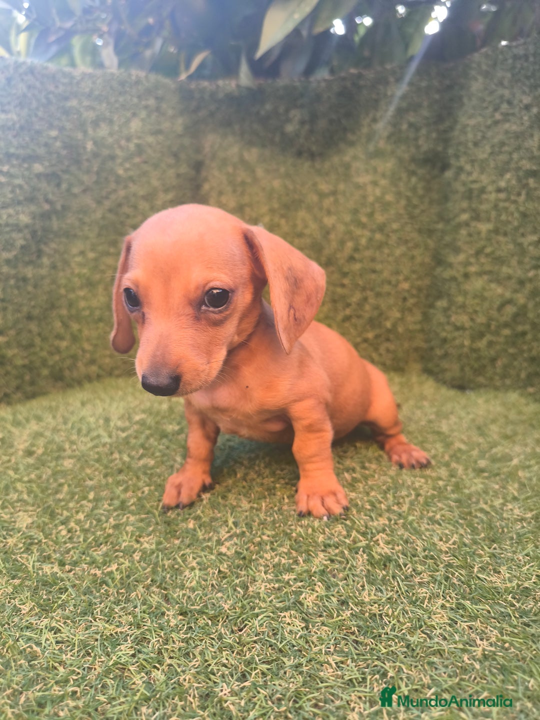 Teckel perros en venta: camada teckel canichen rojas  - Imagen 6